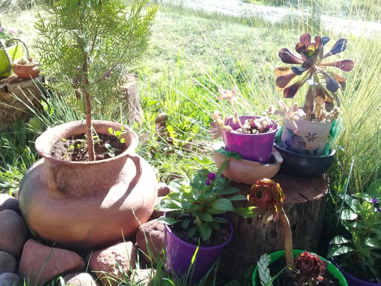 Cabana El Cardon,Casita En El Campo Quebradeno Humahuaca Exteriör bild